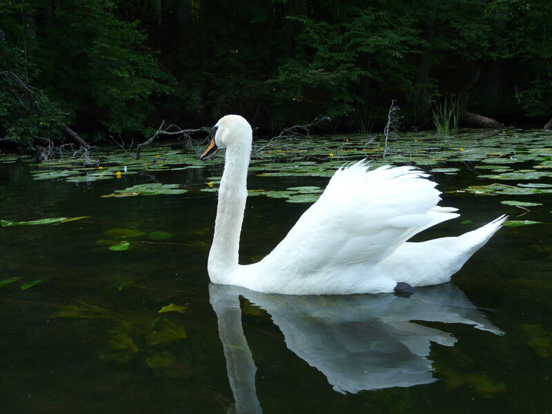 White Swan on Pond — Serene