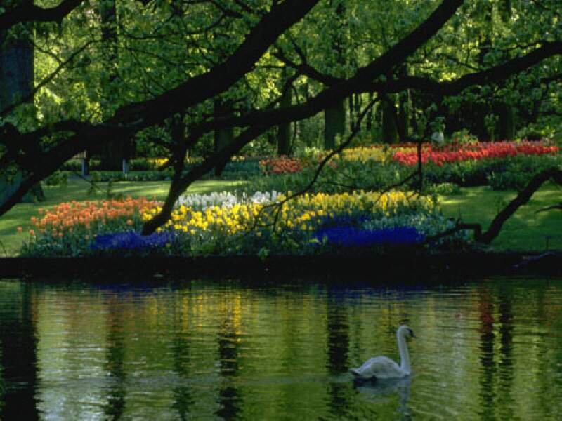 White Swan on Pond
