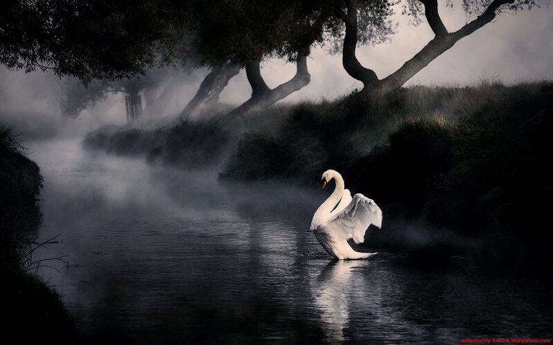White Swan on River — Black