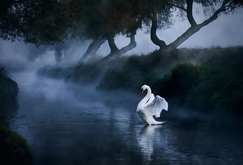 White Swan on River — Blue