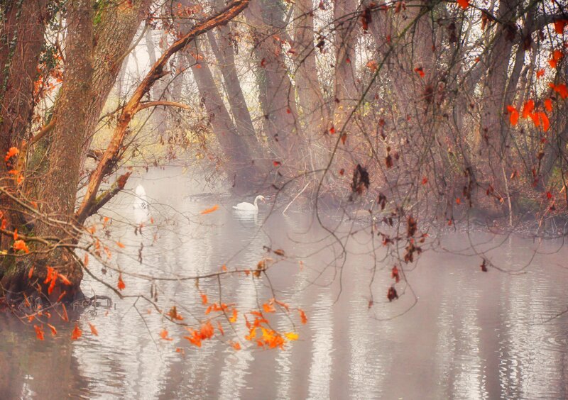 White Swan on River — Brown