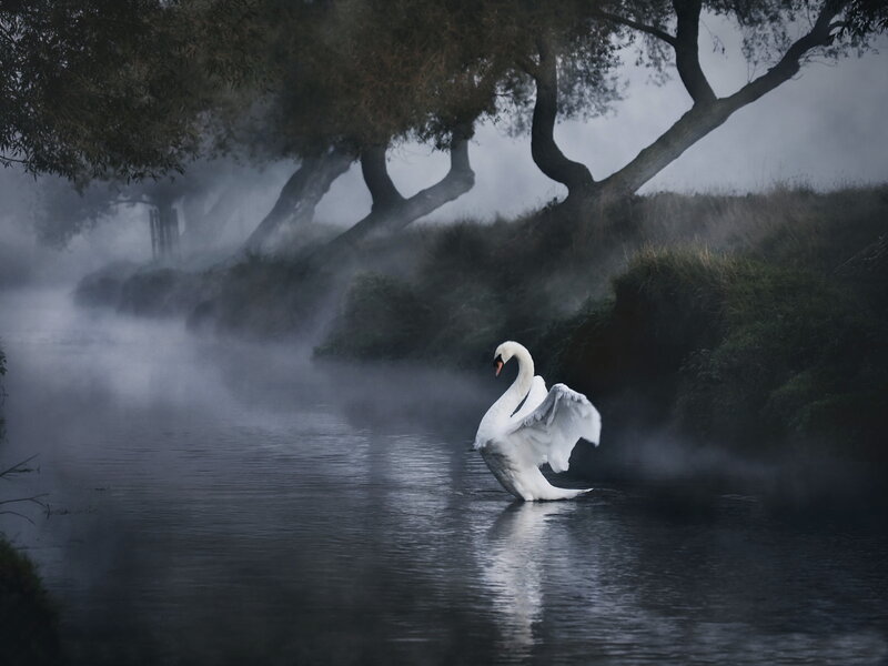 White Swan on River — Gray, Mysterious
