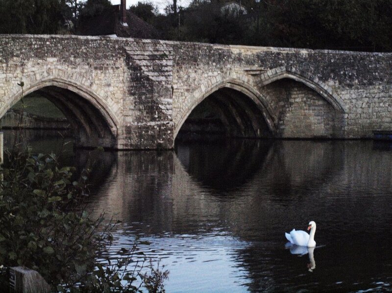 White Swan on River — Gray