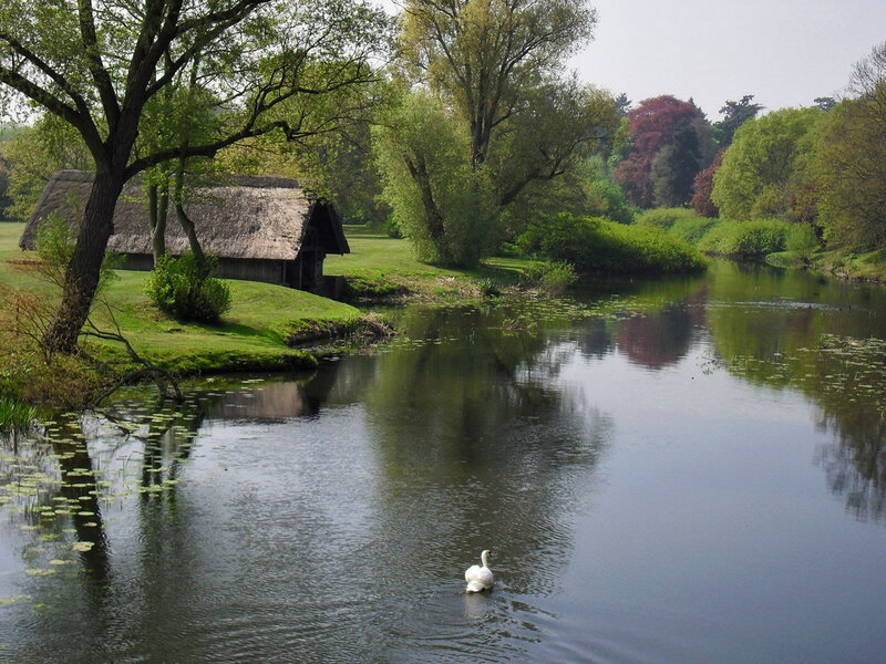 White Swan on River — Green