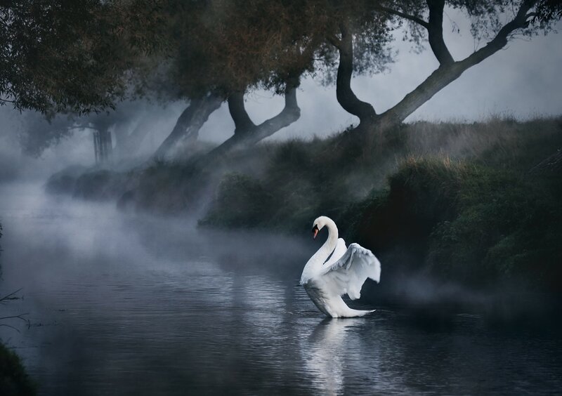 White Swan on River — Misty