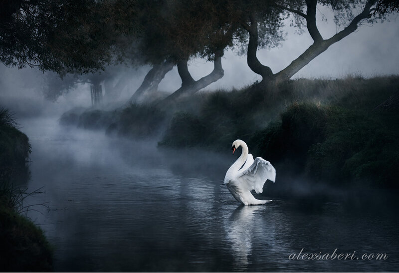 White Swan on River — Mysterious