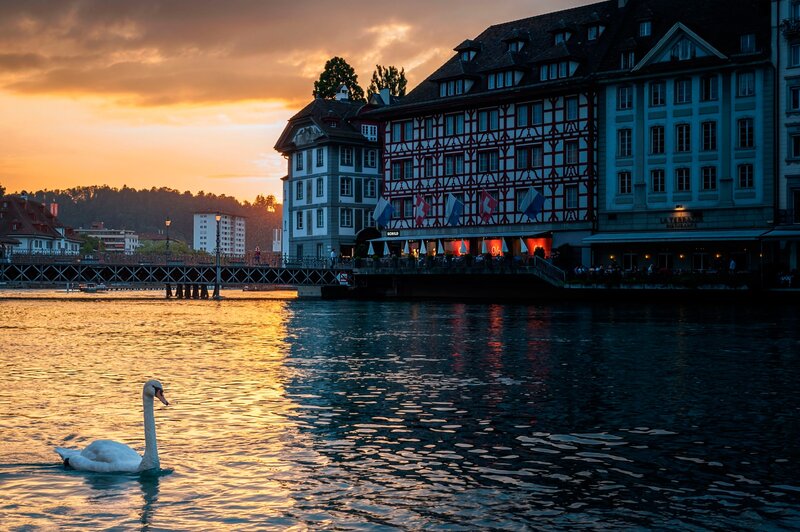 White Swan on River — Orange, Serene