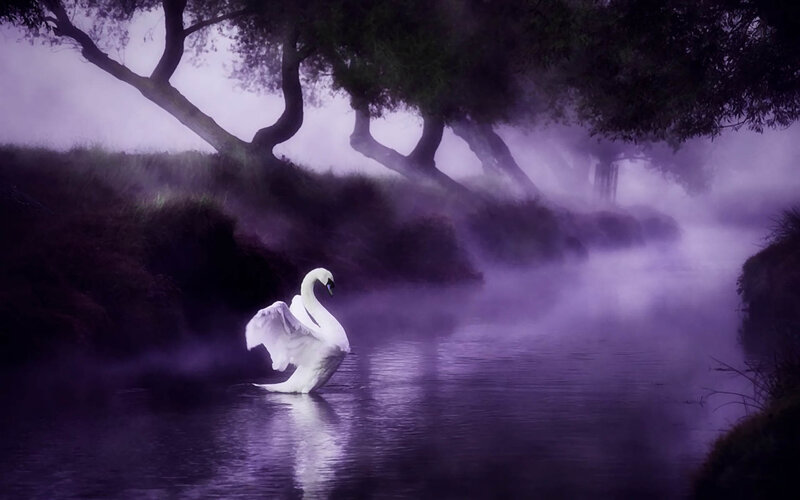 White Swan on River — Purple, Mystical