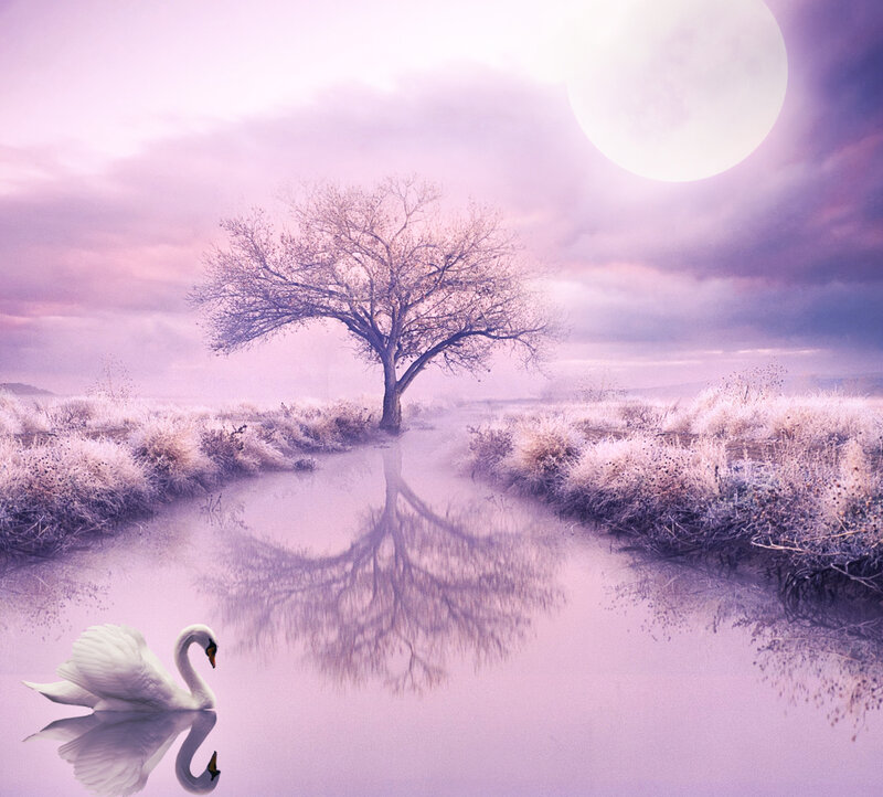 White Swan on River — Purple