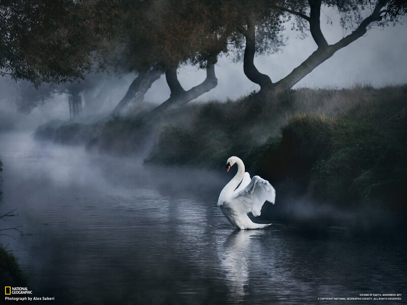 White Swan on River — Serene