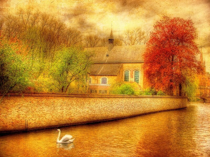 White Swan on River