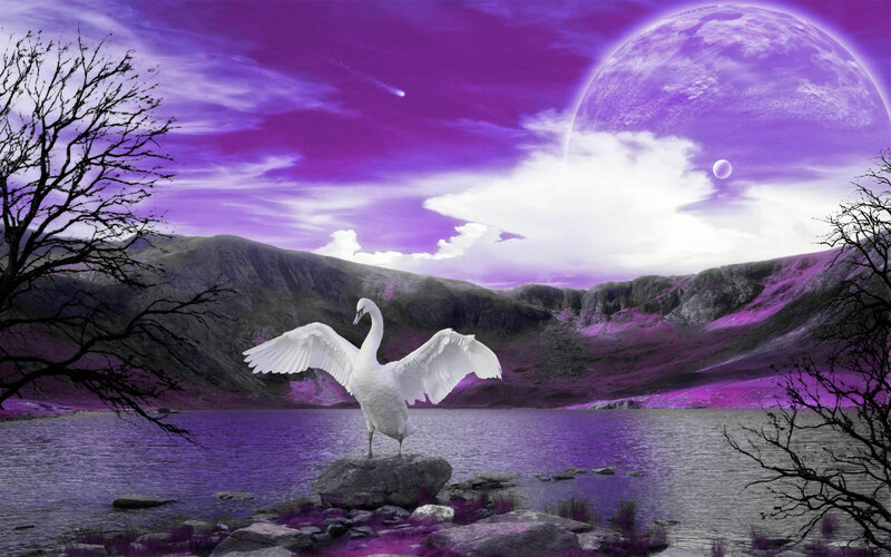 White Swan on Rock
