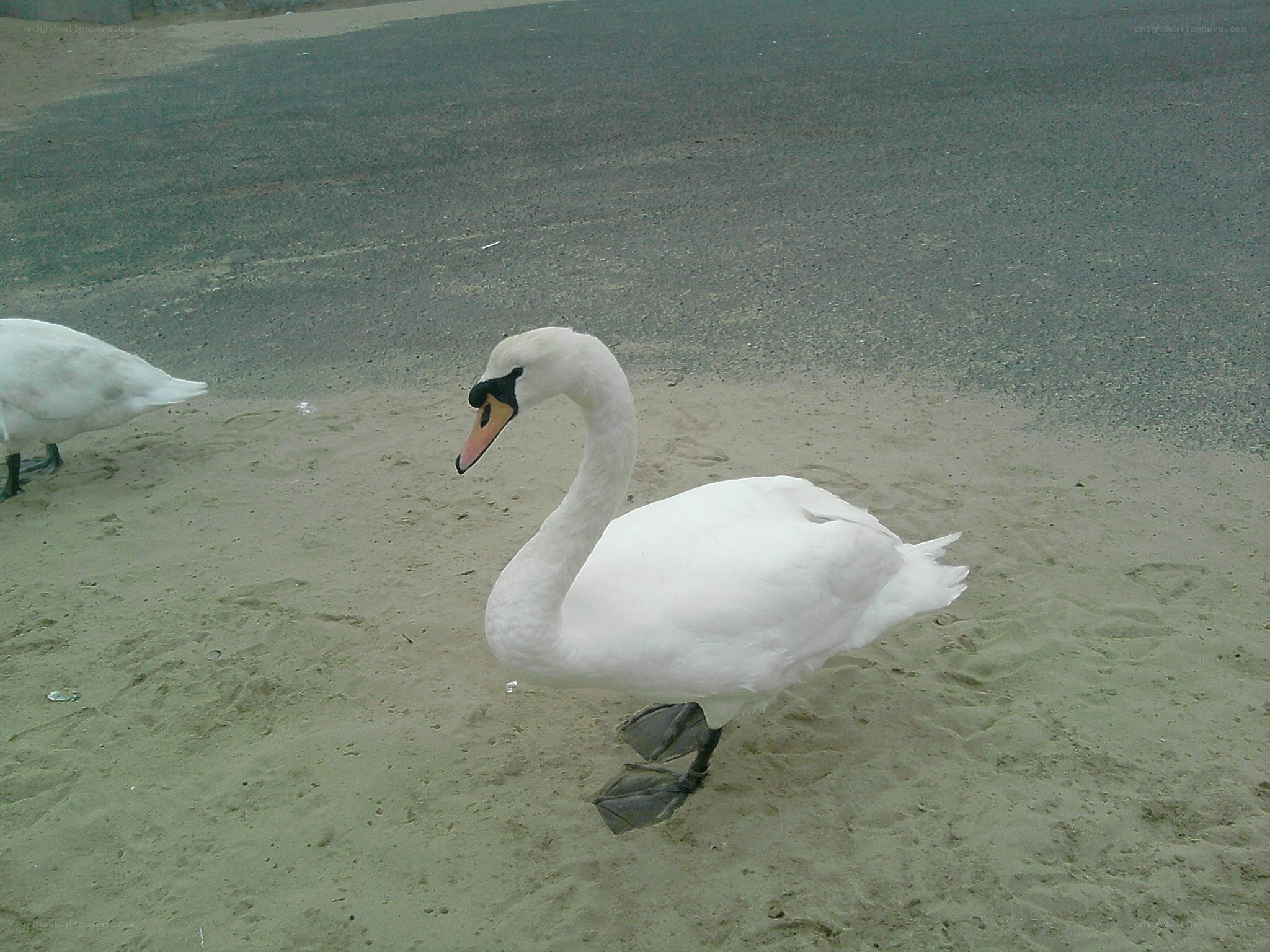 White swan on sandy ground