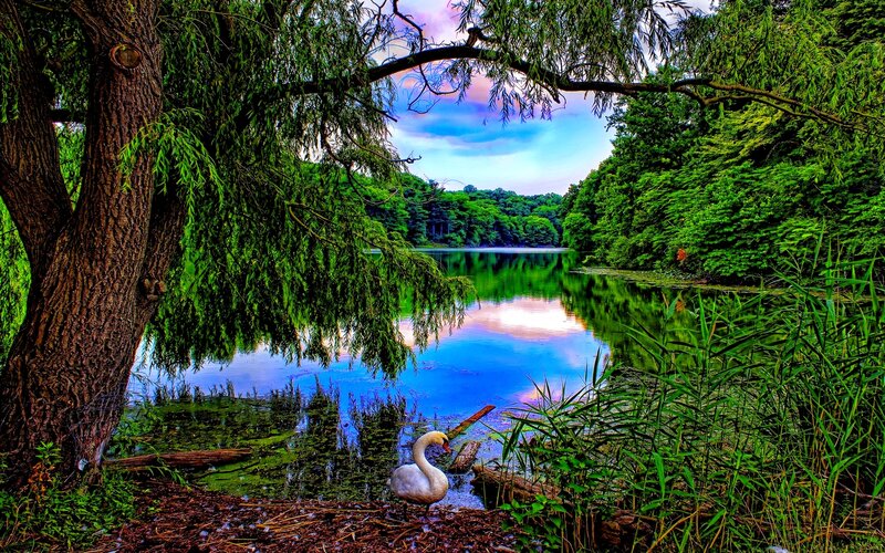 White Swan on Shore — Green, Serene