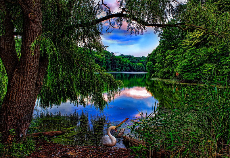 White Swan on Shore — Green