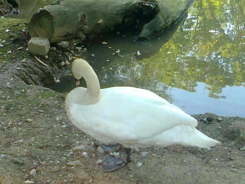 White Swan on Shore