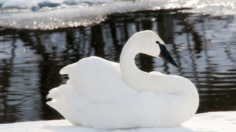 White Swan on Snow — Serene