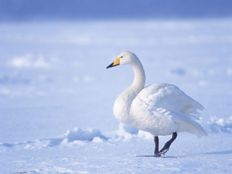 White Swan on Snow
