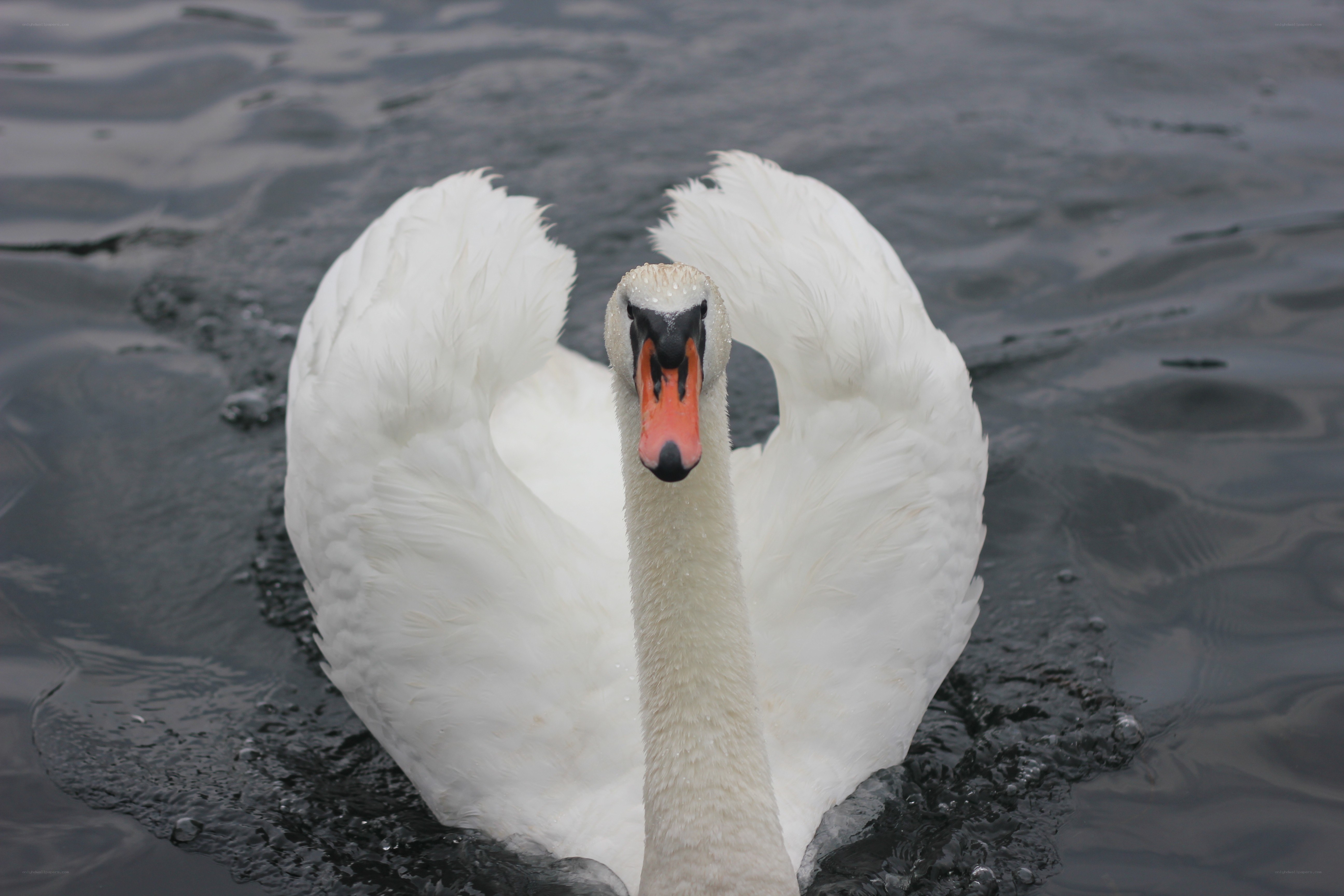 White swan on water