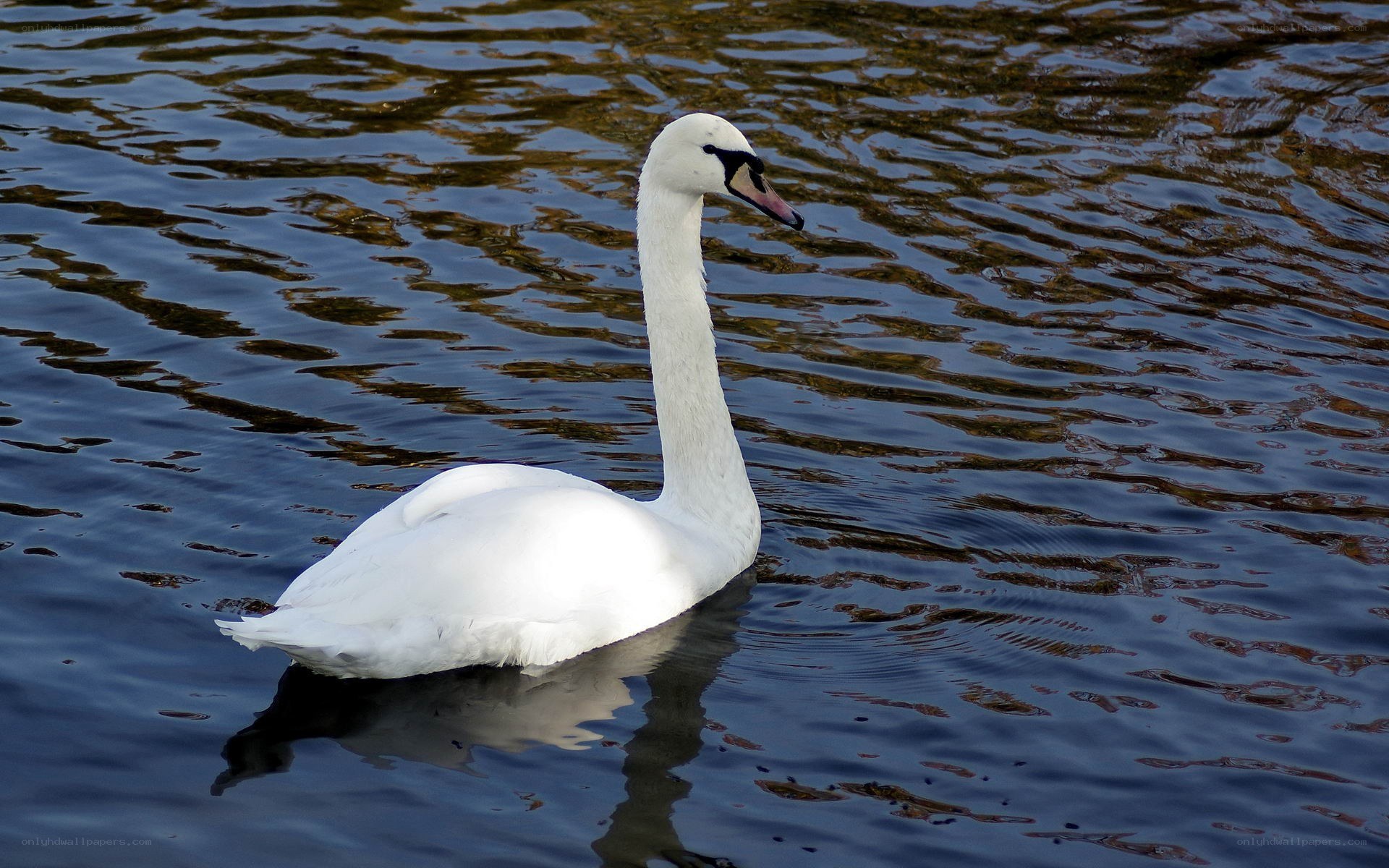 white swan on water