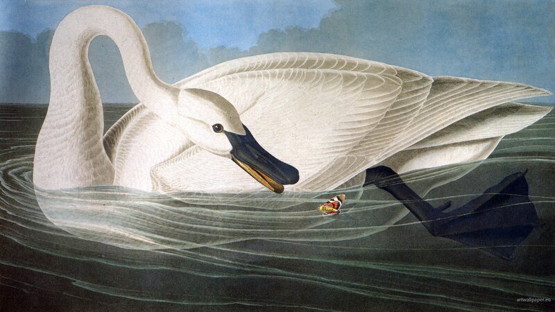 White swan on water