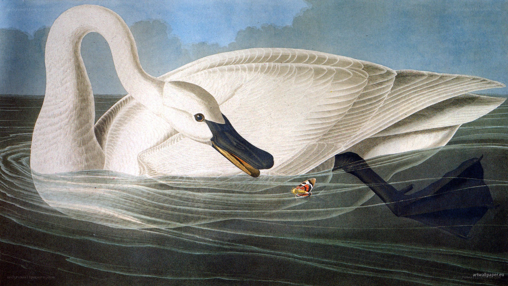 White swan on water