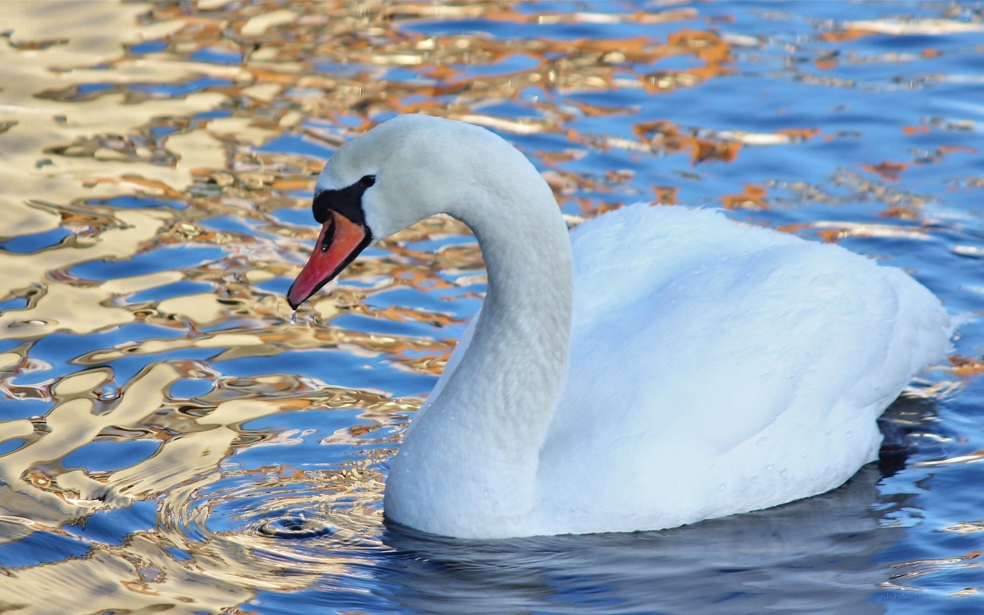 White swan on water
