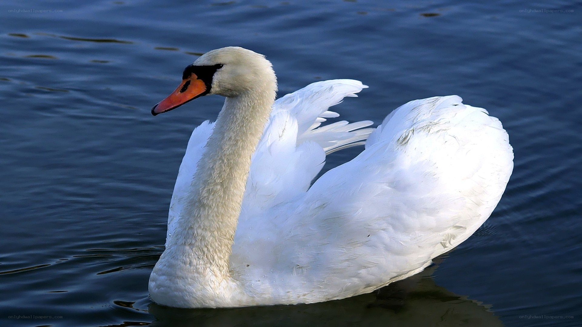 white swan on water