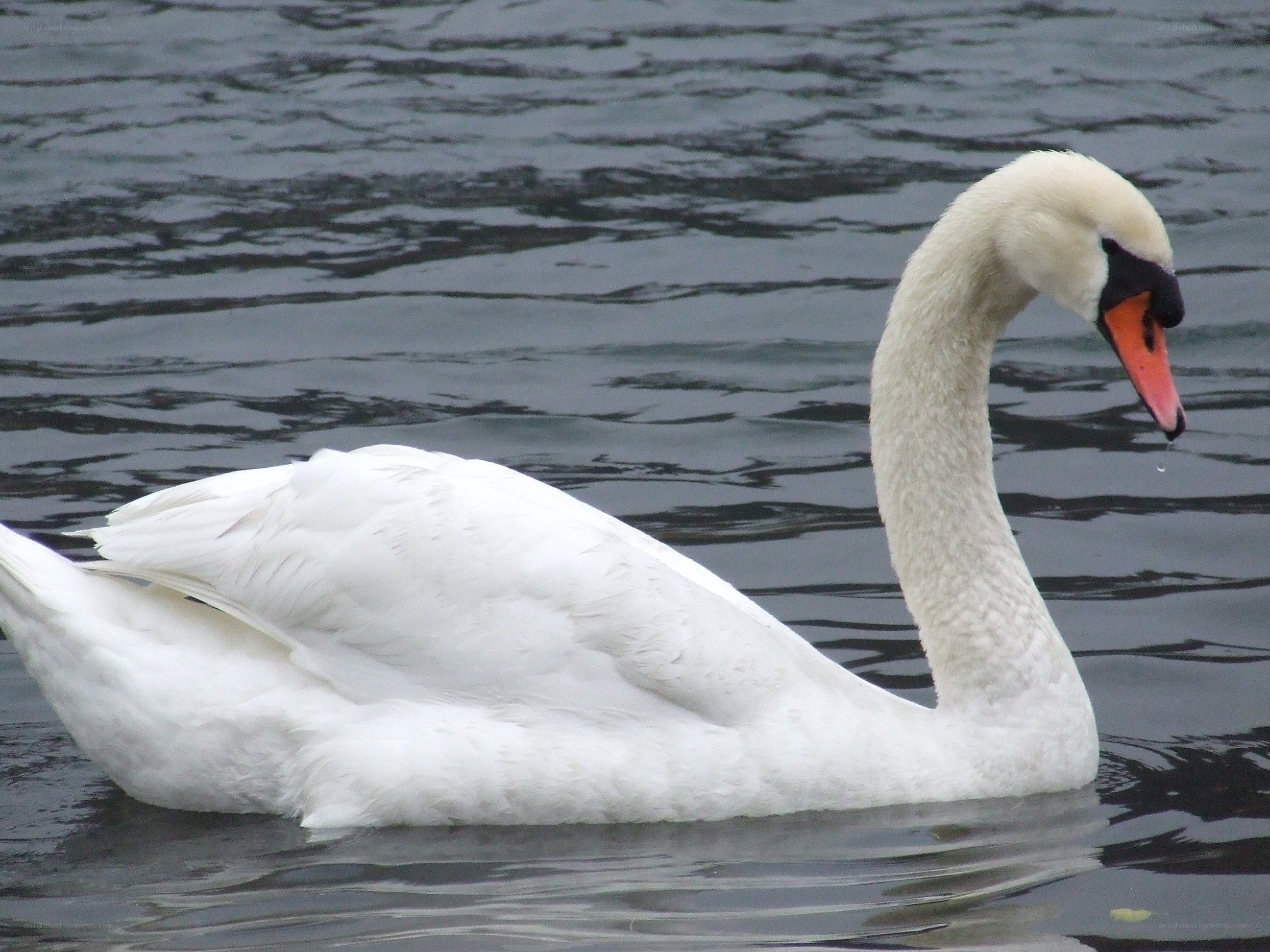 white swan on water