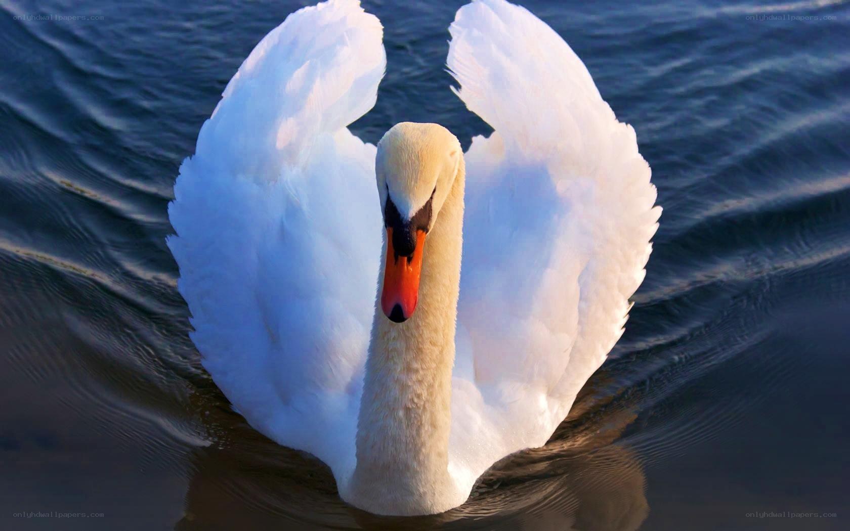 White swan on water