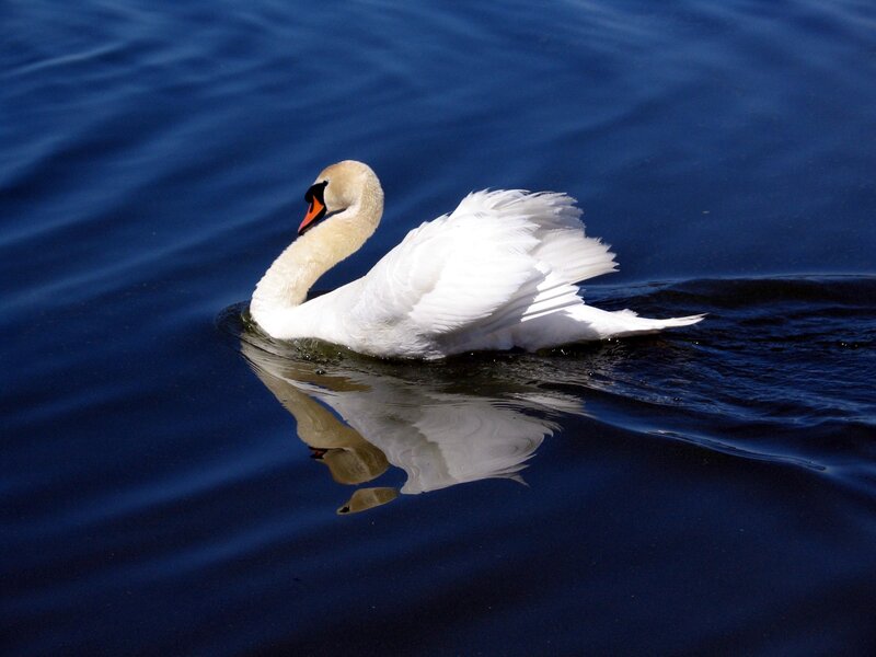 White Swan on Water — Afternoon