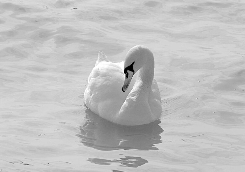 White Swan on Water — Black, Calm