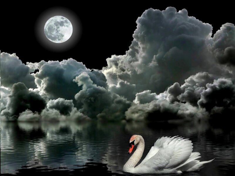 White Swan on Water — Black, Dramatic, Night, Digital Art