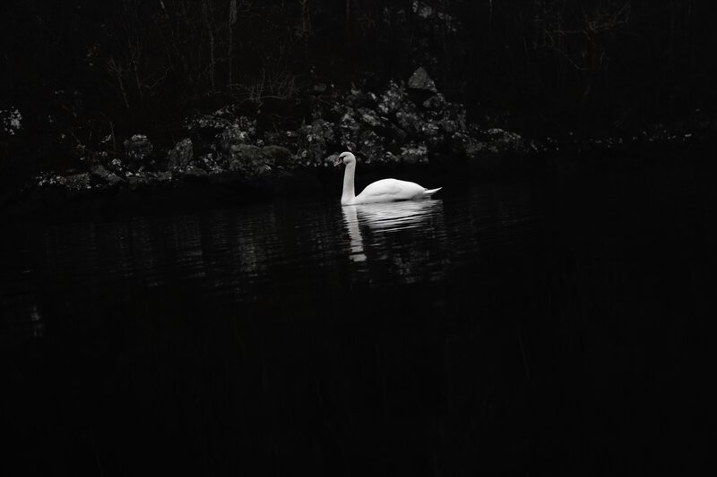 White Swan on Water — Black, Dramatic, Night, Photograph