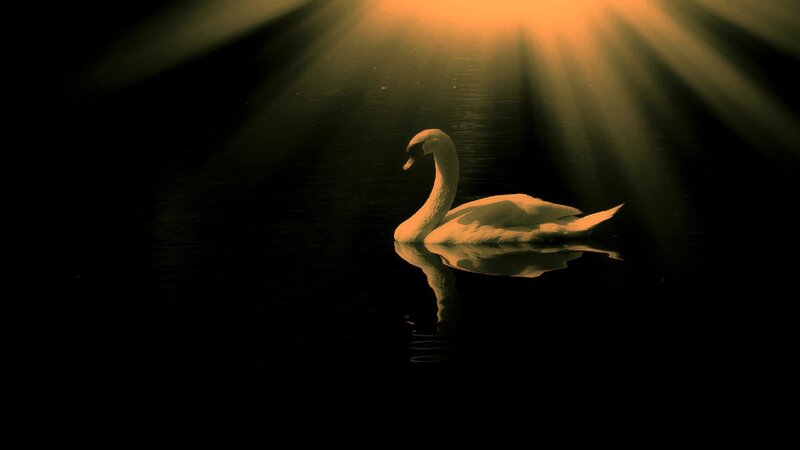 White Swan on Water — Black, Dramatic, Night