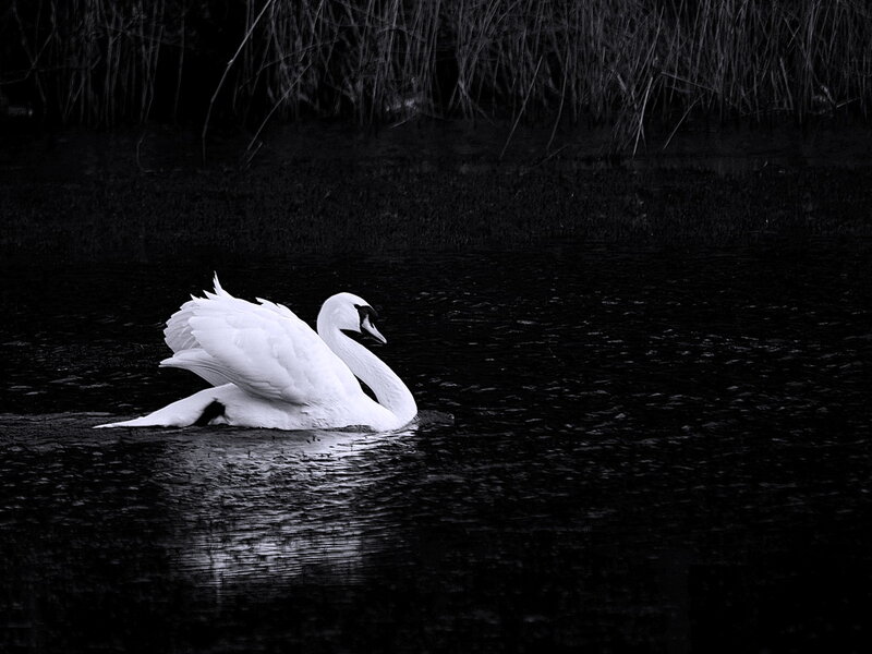 White Swan on Water — Black, Dramatic, Photograph