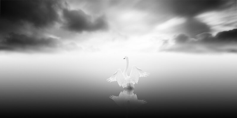 White Swan on Water — Black, Dramatic