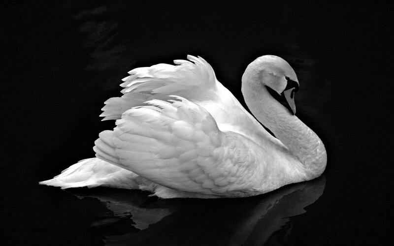 White Swan on Water — Black, Photograph