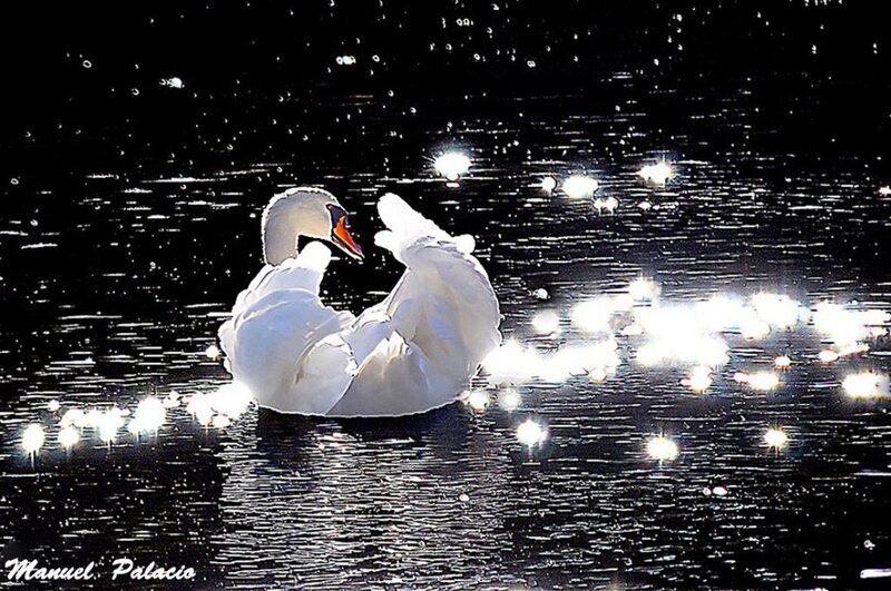 White Swan on Water — Black, Serene, Night, Photograph, Sparkles