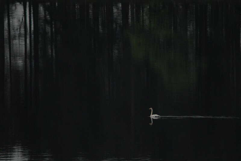 White Swan on Water — Black, Serene, Night, Photograph, Trees