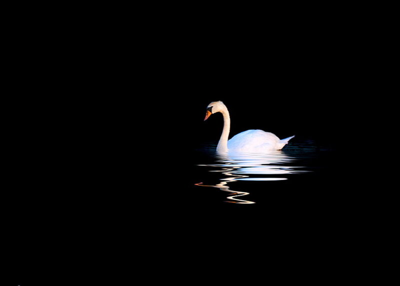 White Swan on Water — Black, Serene, Night