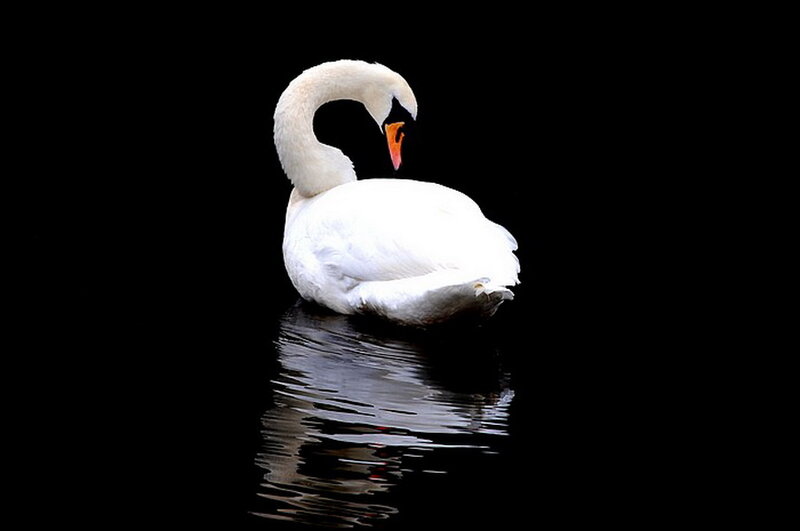 White Swan on Water — Black, Serene, Photograph, Bird