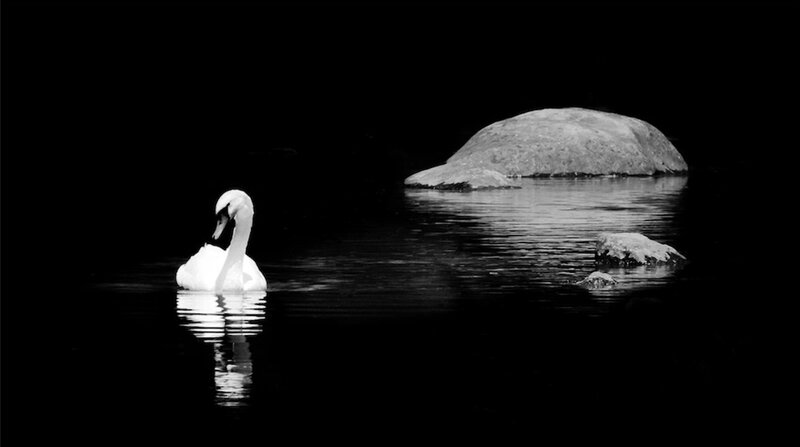 White Swan on Water — Black, Serene