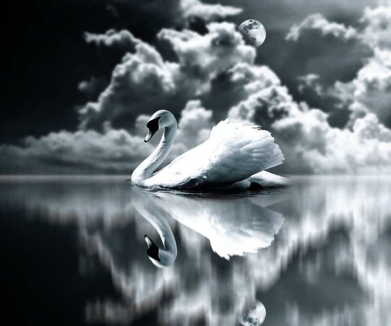 White Swan on Water — Black
