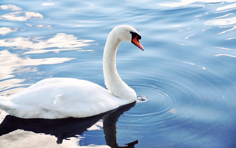 White Swan on Water — Blue, Afternoon