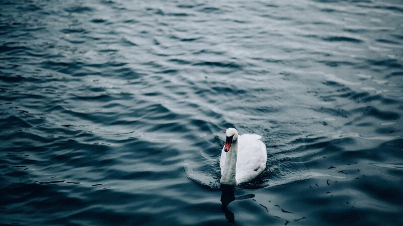 White Swan on Water — Blue, Calm, Photograph