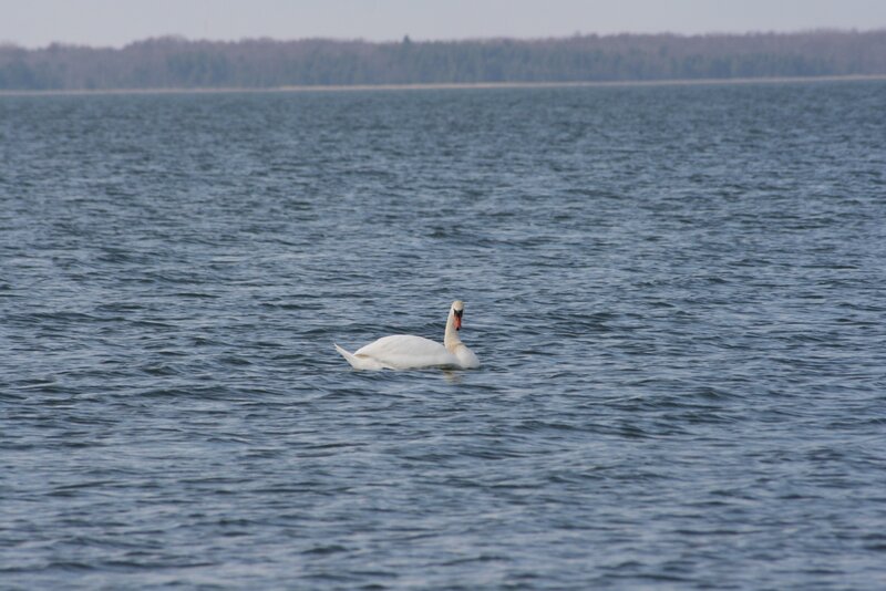 White Swan on Water — Blue, Calm
