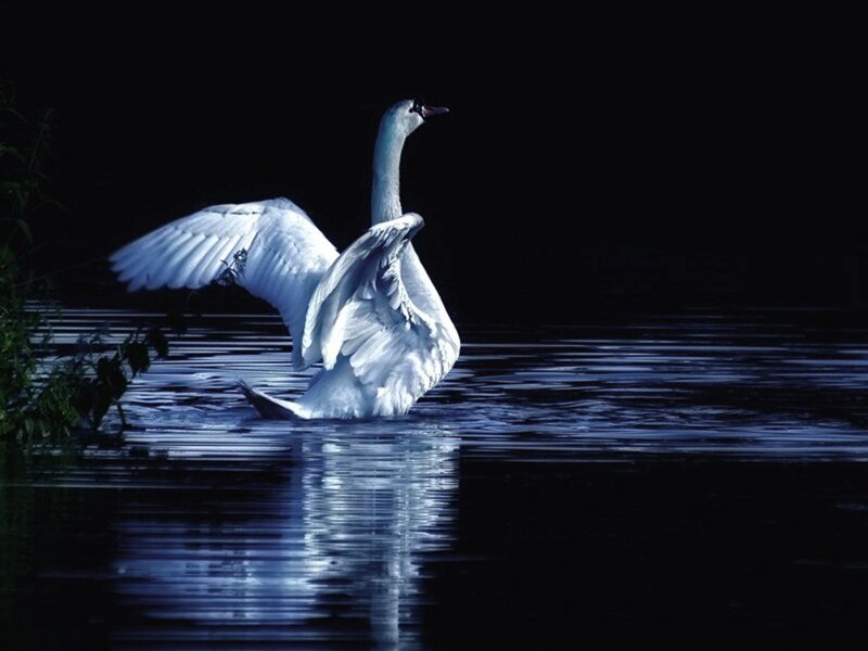White Swan on Water — Blue, Dramatic, Night