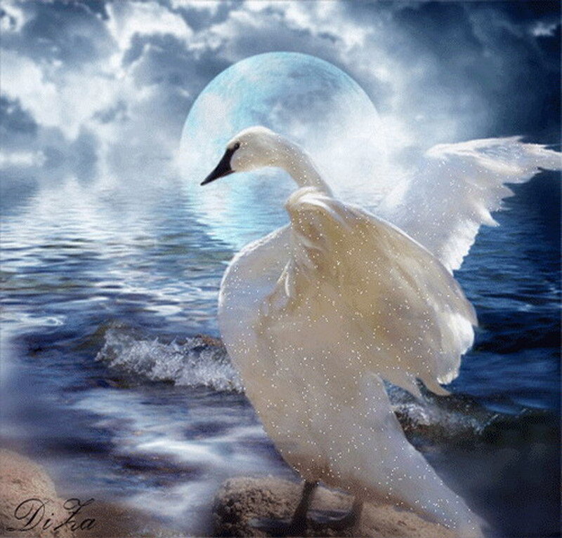 White Swan on Water — Blue, Dramatic