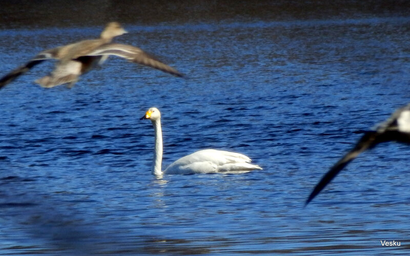 White Swan on Water — Blue, Serene, Afternoon, Photograph, Flying Bird